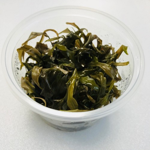 Cryptocoryne veinghera in cup 100 cc.